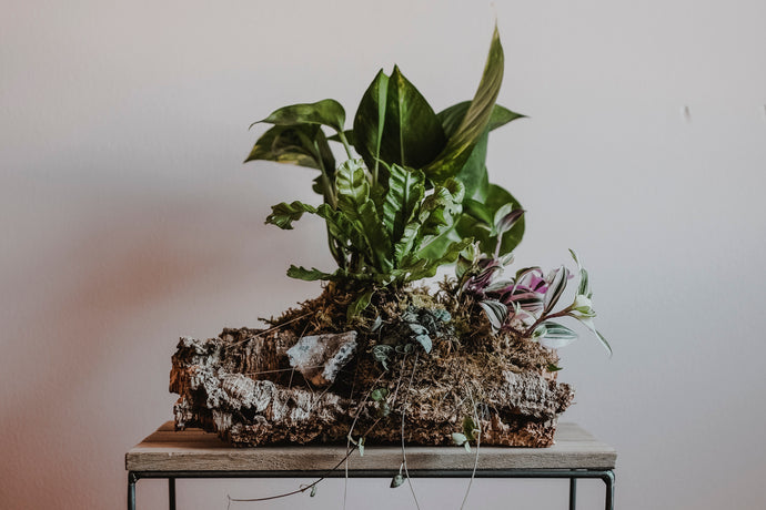 how to style mounted plants in your home