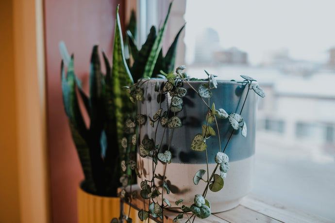 5 houseplants that you can't kill